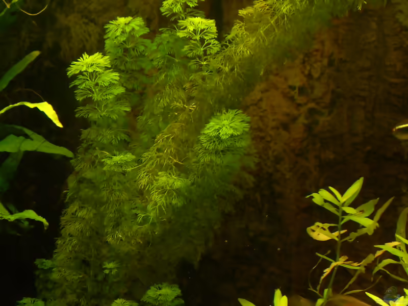 Limnophila heterophylla im Aquarium pflanzen (Einrichtungsbeispiele mit Verschiedenblättriger Sumpffreund)