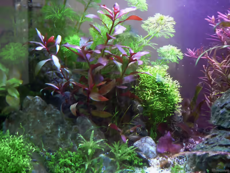 Ludwigia glandulosa im Aquarium pflanzen (Einrichtungsbeispiele für Rote Stern-Ludwigie)