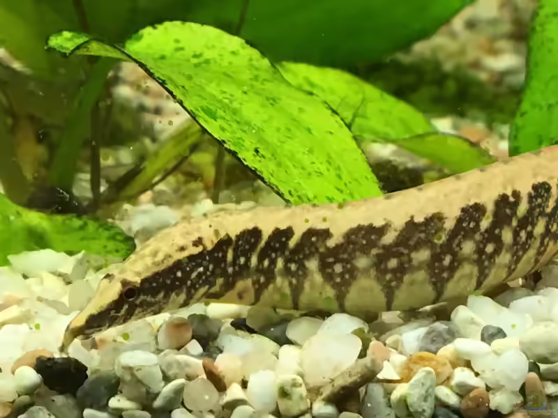 Macrognathus circumcinctus im Aquarium halten (Einrichtungsbeispiele für Gürtelstachelaale)