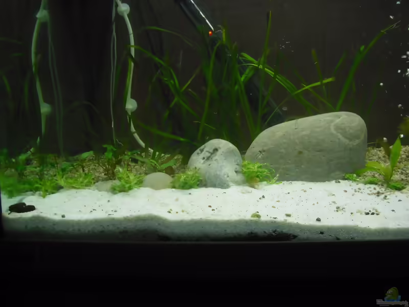 Malva moschata im Aquarium pflanzen (Einrichtungsbeispiele mit Sternkraut)