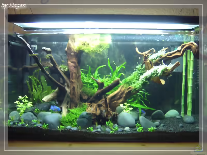 Marsilea hirsuta im Aquarium pflanzen (Einrichtungsbeispiele mit Australischer Kleefarn)