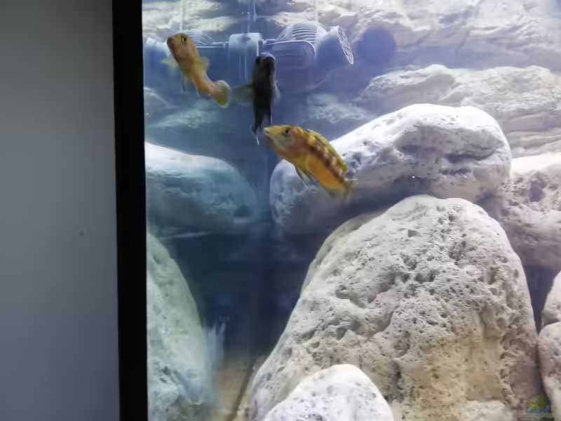 Melanochromis baliodigma im Aquarium halten (Einrichtungsbeispiele für Melanochromis baliodigma)
