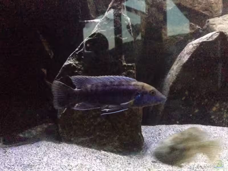 Melanochromis robustus im Aquarium halten (Einrichtungsbeispiele für Melanochromis robustus)