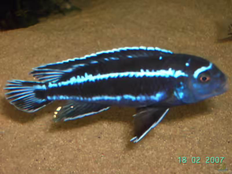 Melanochromis vermivorus im Aquarium halten (Einrichtungsbeispiele für Stahlblauer Maulbrüter)