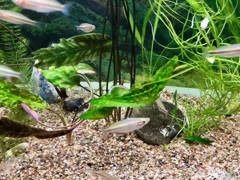 Melanotaenia mamahensis im Aquarien (Einrichtungsbeispiele für Melanotaenia mamahensis)