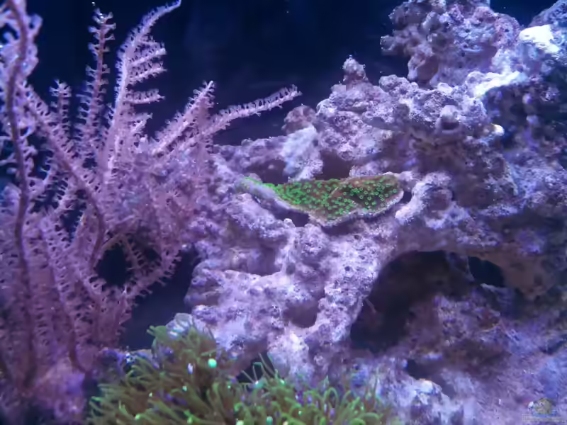 Montipora australiensis im Aquarium halten (Einrichtungsbeispiele für Kleinpolypige Steinkoralle)