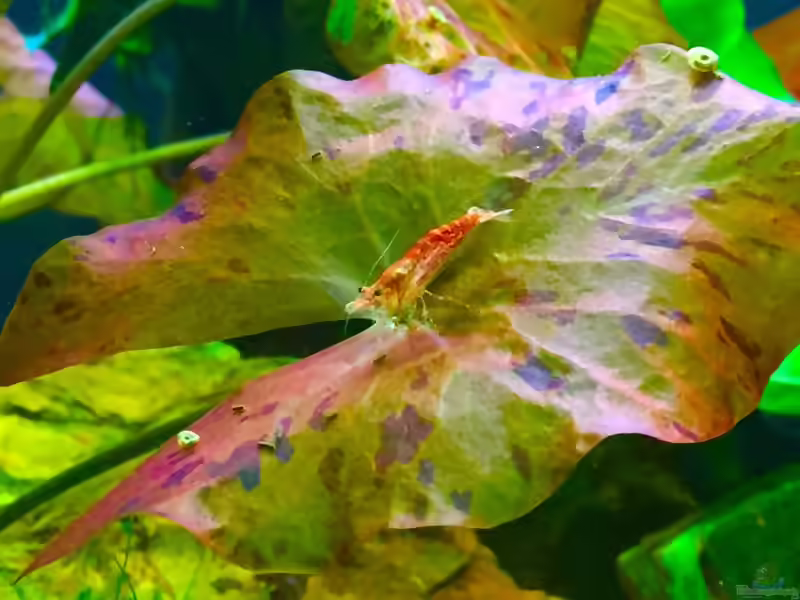 Nymphaea lotus im Aquarium (Einrichtungsbeispiele mit Tigerlotus)
