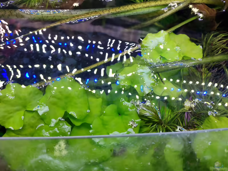Nymphoides spec. Taiwan im Aquarium (Einrichtungsbeispiele mit Taiwan-Schwimmblatt)