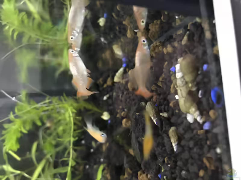 Oryzias latipes halten (Einrichtungsbeispiele für Medaka)