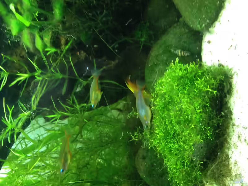 Oryzias woworae im Aquarium halten (Einrichtungsbeispiele für Neon-Reisfische)