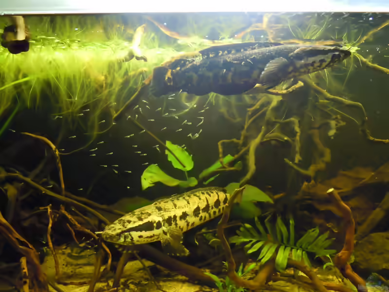 Parachanna obscura im Aquarium halten (Einrichtungsbeispiele für Parachanna obscura)