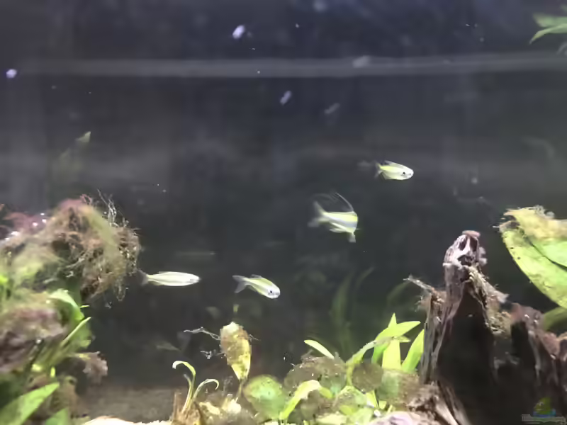 Phenacogrammus aurantiacus im Aquarium halten (Einrichtungsbeispiele für Goldener Kongosalmler)