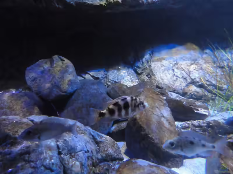 Placidochromis milomo im Aquarium (Einrichtungsbeispiele für Milomo-Buntbarsch)