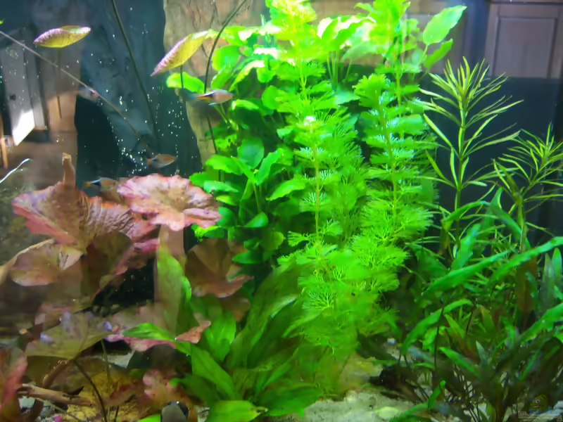 Pogostemon-Arten im Aquarium pflegen (Einrichtungsbeispiele mit Patschuli)