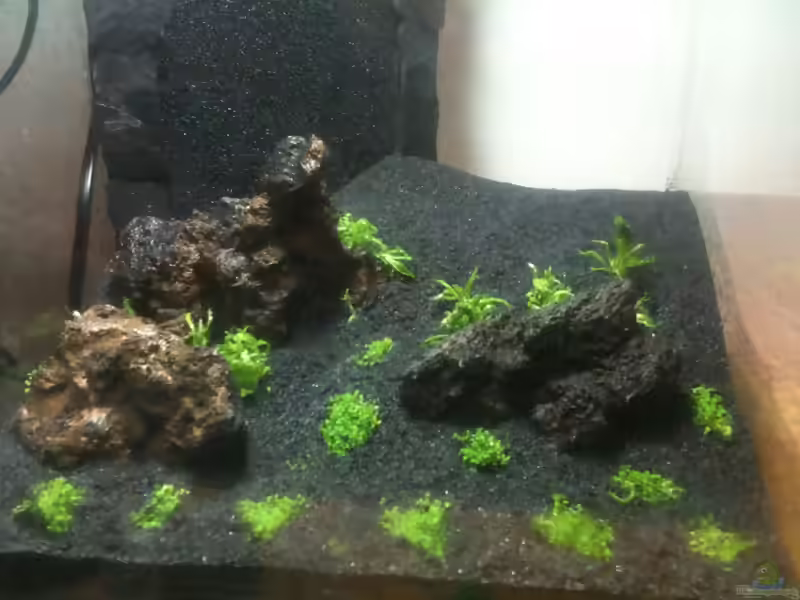 Pogostemon helferi im Aquarium (Einrichtungsbeispiele mit Gewelltblättriges Laichkraut)