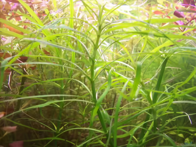 Pogostemon quadrifolius im Aquarium (Einrichtungsbeispiele mit Vierblättriger Wasserstern)