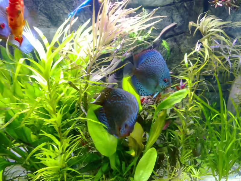 Pogostemon stellatus im Aquarium (Einrichtungsbeispiele mit Sternrotala)