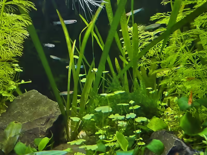 Poropanchax brichardi im Aquarium halten (Einrichtungsbeispiele für Brichards Leuchtauge)