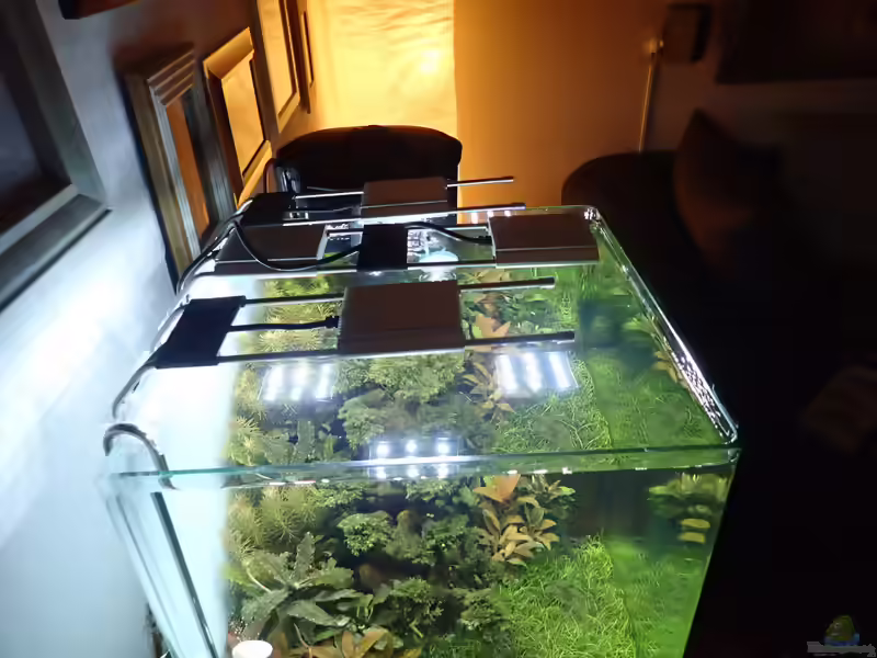 Rotala wallichii im Aquarium (Einrichtungsbeispiele mit Wallichs Rotala)