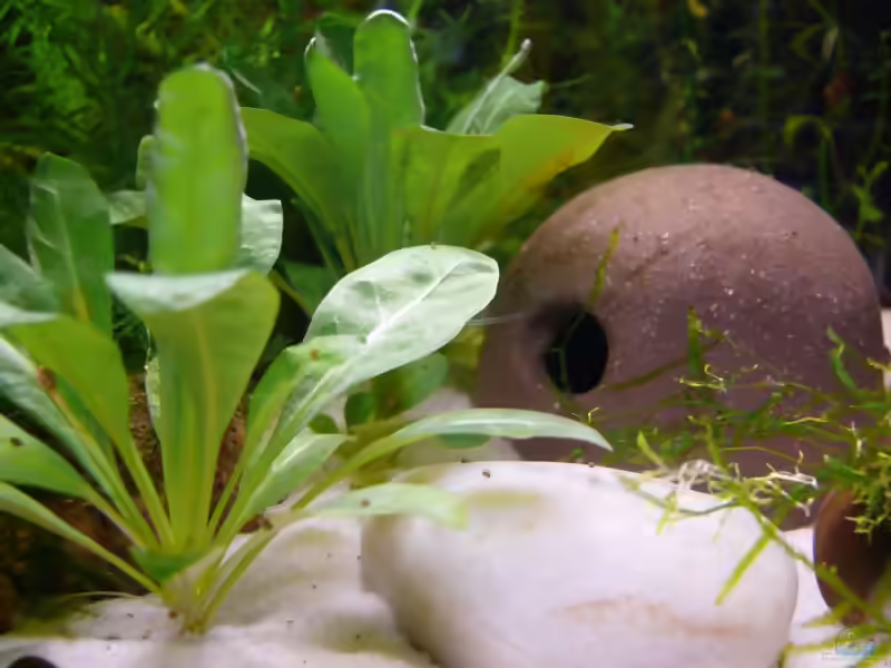 Samolus valerandi im Aquarium (Einrichtungsbeispiele mit Salzbunge)