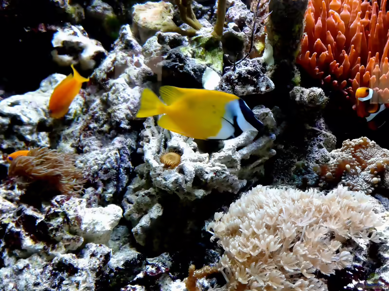 Siganus vulpinus im Aquarium halten (Einrichtungsbeispiele für Fuchsgesicht)
