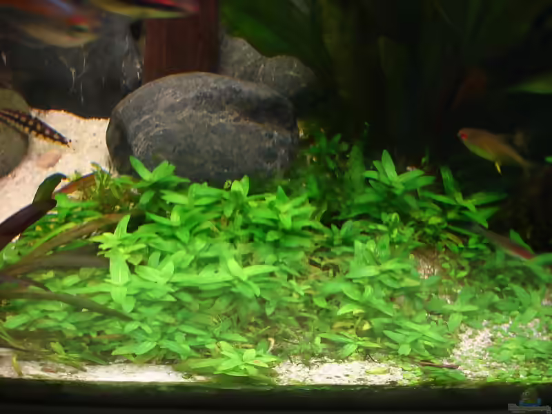 Staurogyne repens im Aquarium (Einrichtungsbeispiele mit Kriechende Staurogyne)