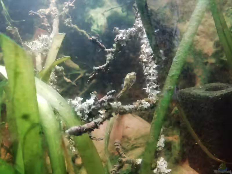 Tetraodon cutcutia im Aquarium halten (Einrichtungsbeispiele für Glühaugen-Kugelfisch)
