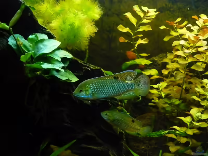 Tilapia ruweti im Aquarium (Einrichtungsbeispiele für Tilapia ruweti)