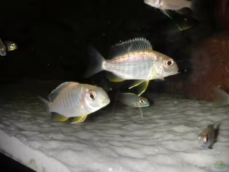 Tramitichromis sp. orange top im Aquarium halten (Einrichtungsbeispiele für Tramitichromis sp. orange top)