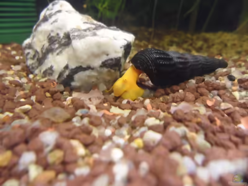 Tylomelania sp. Orange im Aquarium (Einrichtungsbeispiele für Orangene Felsenschnecke)