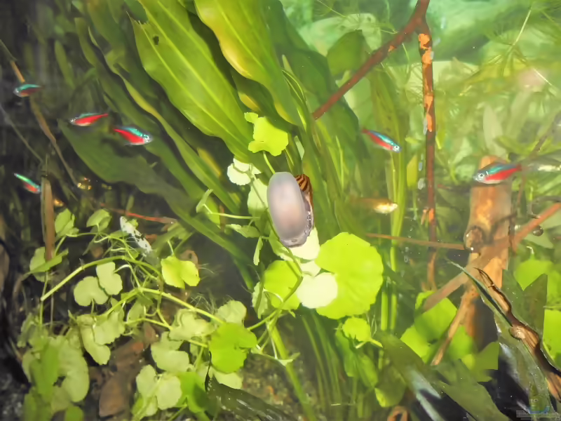Vittina waigiensis im Aquarium halten (Einrichtungsbeispiele für Rote Rennschnecke)