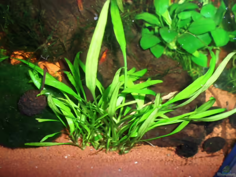 Willis-Wasserkelch im Aquarium pflegen (Einrichtungsbeispiele für Cryptocoryne willisii)