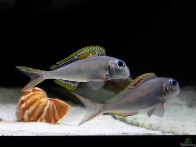 Xenotilapia nigrolabiata im Aquarium (Einrichtungsbeispiele für Xenotilapia red princess)