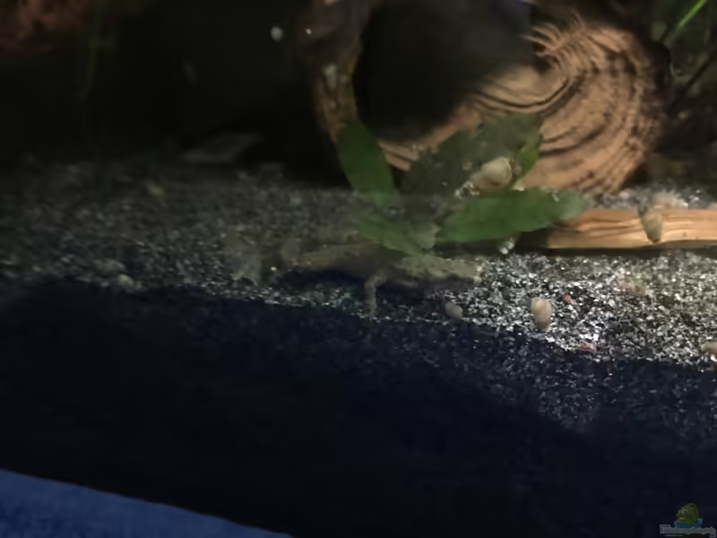 Zwergkrallenfrosch - Hymenochirus boettgeri (Einrichtungsbeispiele mit Böttgers Zwergkrallenfrosch)