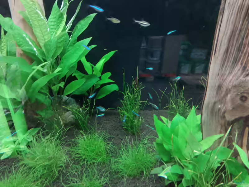 Zwergnadelsimse im Aquarium pflegen (Einrichtungsbeispiele für Eleocharis pusilla)