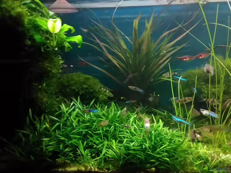 Zwergwasserkelch im Aquarium pflegen (Einrichtungsbeispiele für Cryptocoryne parva)