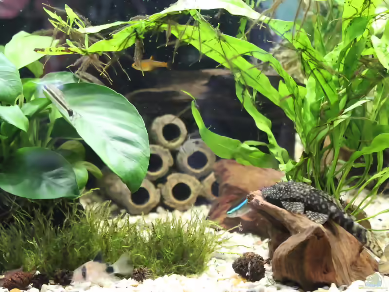 Vesicularia montagnei im Aquarium pflanzen (Einrichtungsbeispiele für Christmas-Moos)