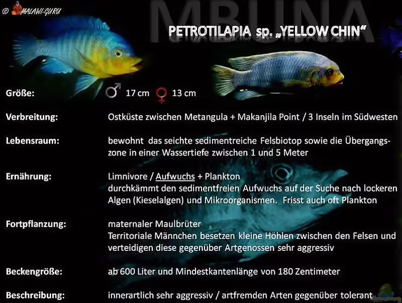 Aquarien mit Petrotilapia sp. "yellow chin"