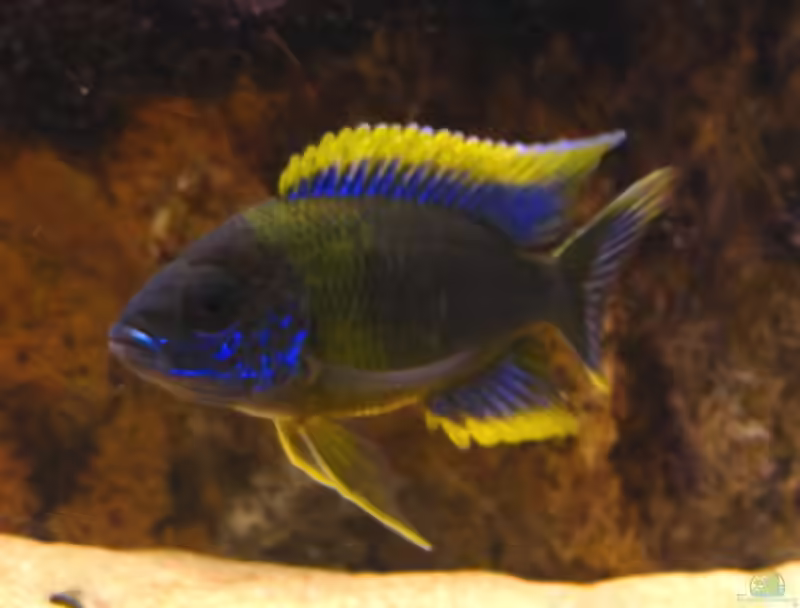 Einrichtungsbeispiele für Aulonocara stuartgranti "hai reef"