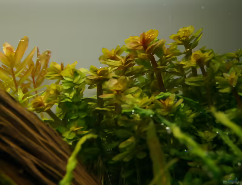 Rotala indica im Aquarium (Einrichtungsbeispiele mit Indische Rotala)