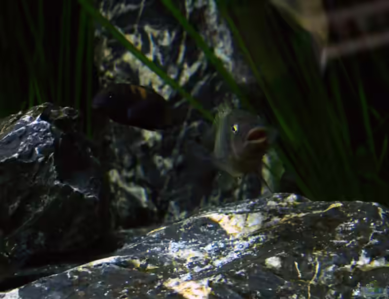 Petrochromis famula im Aquarium (Einrichtungsbeispiele für Petrochromis famula)