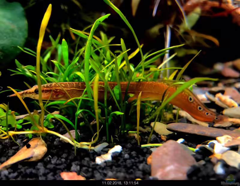 Macrognathus aculeatus im Aquarium halten (Einrichtungsbeispiele für Augenfleckstachelaale)