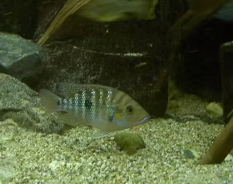 Cribroheros robertsoni im Aquarium halten (Einrichtungsbeispiele für Cribroheros robertsoni)
