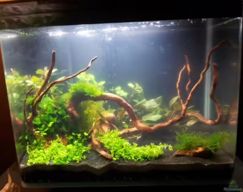 Ludwigia repens im Aquarium pflanzen (Einrichtungsbeispiele für Kriechende Ludwigie)