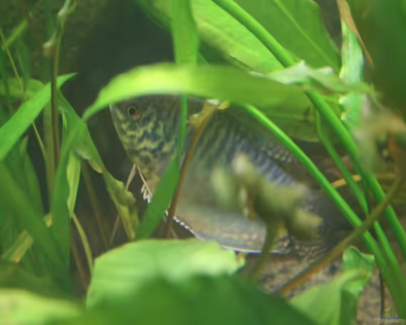 Aquarien mit Echinodorus Tricolor (Dreifarbige Schwertpflanze)
