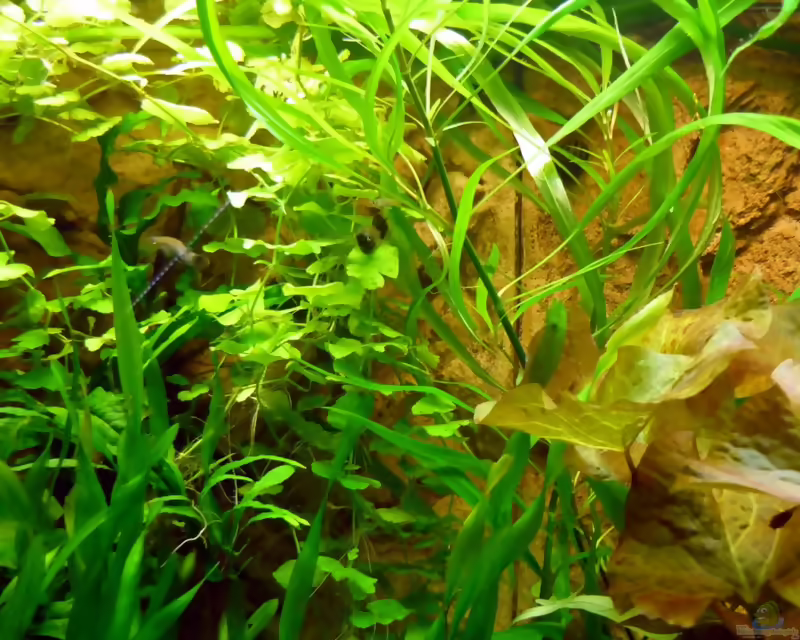Einrichtungsbeispiele für Aquarien mit 3D-Rückwand