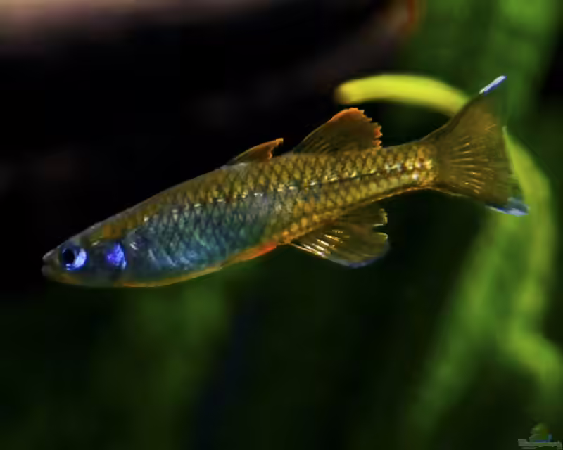 Pseudomugil tenellus im Aquarium halten (Einrichtungsbeispiele für Zwergblauaugen)