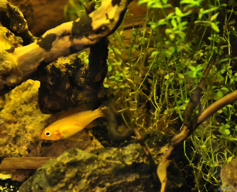Einrichtungsbeispiele für die Haltung von Apistogramma agassizii (Agassiz-Zwergbuntbarsch) im Aquarium