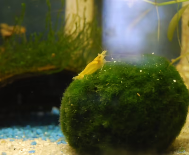 Einrichtungsbeispiele für Aquarien mit Yellow Fire Garnelen (Neocaridina davidi)