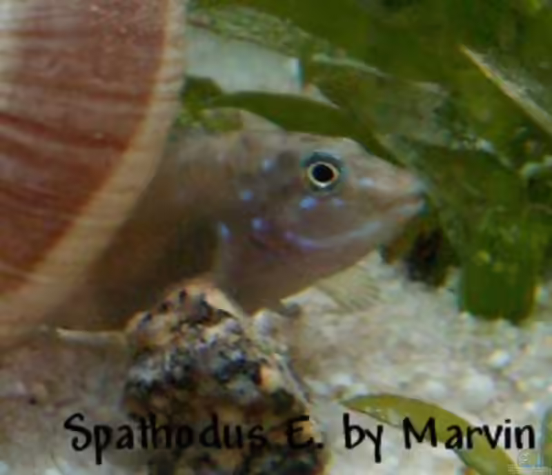 Spathodus erythrodon im Aquarium halten (Einrichtungsbeispiele für Blaupunkt-Grundelbuntbarsche)